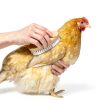 Chicken Feather Brush Pavo Small Animal Groomer-2