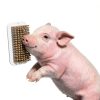 Pig Self Cleaning Brush MiOYOOW Soft Bristles-2